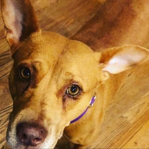 Meet your Posher, Ella